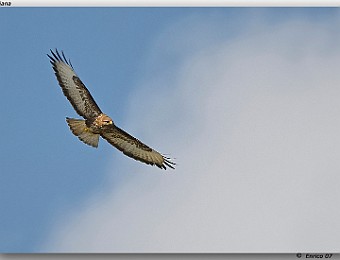 Animali 088